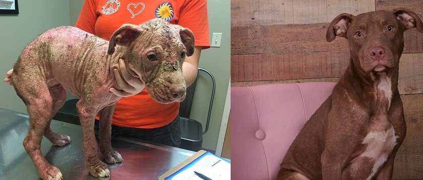 This is Joli! She is an American Pit Bull Terrier. She came into the rescue with a case of hereditary mange that was so bad, that she was completely hairless. She was our first court animal abuse case and is now healthy and beautiful.
