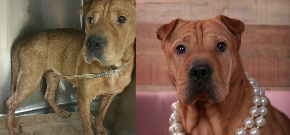  This is Luna! She was found abandoned on our infamous dirt road. She is a Chinese Shar pei. The picture on the left is the day she was found. The right is after several months of good nutrition, surgery to correct her cherry eye, and heartworm treatment. She is a beauty!